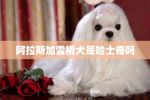 阿拉斯加雪橇犬是哈士奇嗎