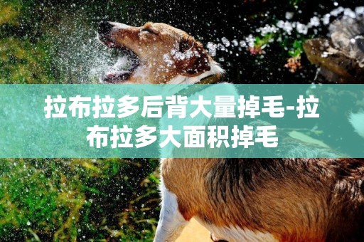 拉布拉多后背大量掉毛-拉布拉多大面積掉毛