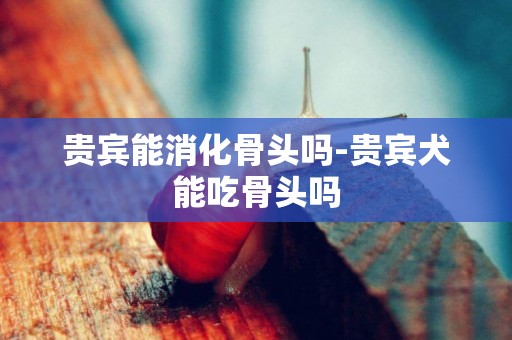 貴賓能消化骨頭嗎-貴賓犬能吃骨頭嗎