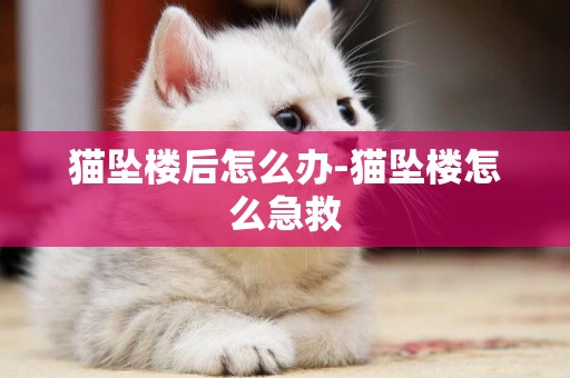 貓墜樓后怎么辦-貓墜樓怎么急救