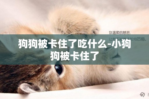 狗狗被卡住了吃什么-小狗狗被卡住了