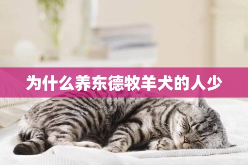 為什么養東德牧羊犬的人少