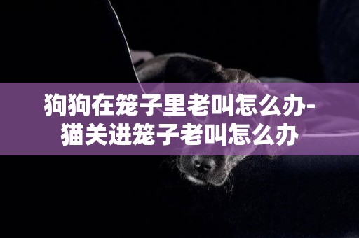 狗狗在籠子里老叫怎么辦-貓關進籠子老叫怎么辦