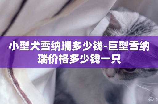 小型犬雪納瑞多少錢-巨型雪納瑞價格多少錢一只