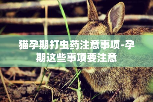 貓孕期打蟲藥注意事項-孕期這些事項要注意
