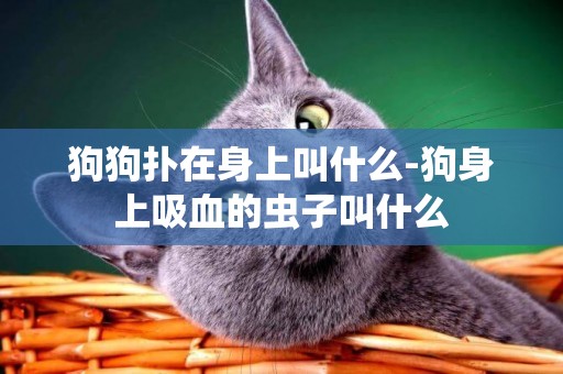 狗狗撲在身上叫什么-狗身上吸血的蟲子叫什么