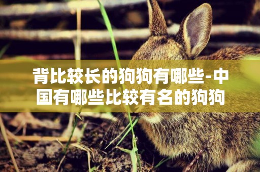 背比較長的狗狗有哪些-中國有哪些比較有名的狗狗