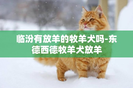 臨汾有放羊的牧羊犬嗎-東德西德牧羊犬放羊
