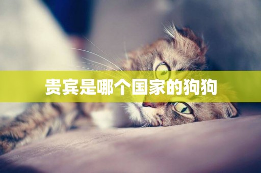 貴賓是哪個國家的狗狗