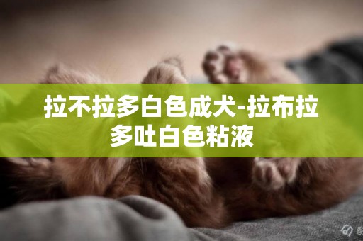 拉不拉多白色成犬-拉布拉多吐白色粘液