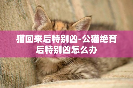 貓回來后特別兇-公貓絕育后特別兇怎么辦
