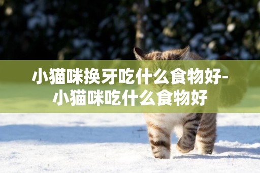 小貓咪換牙吃什么食物好-小貓咪吃什么食物好