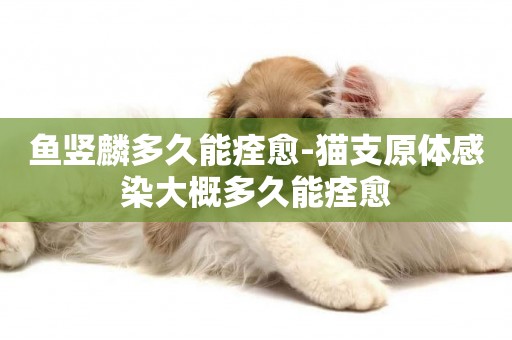 魚豎麟多久能痊愈-貓支原體感染大概多久能痊愈