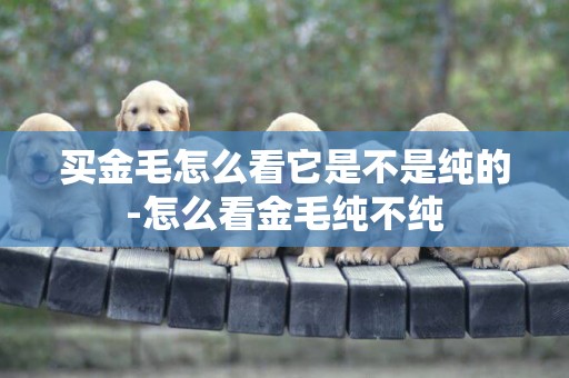 買金毛怎么看它是不是純的-怎么看金毛純不純