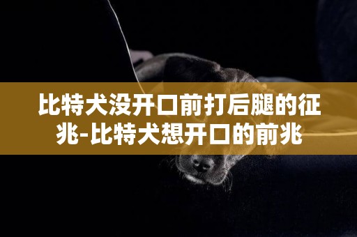 比特犬沒開口前打后腿的征兆-比特犬想開口的前兆