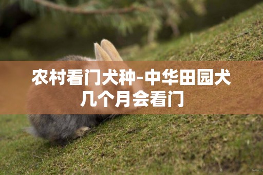 農村看門犬種-中華田園犬幾個月會看門