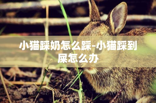 小貓踩奶怎么踩-小貓踩到屎怎么辦