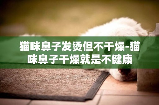 貓咪鼻子發燙但不干燥-貓咪鼻子干燥就是不健康