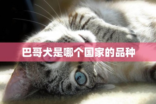 巴哥犬是哪個國家的品種
