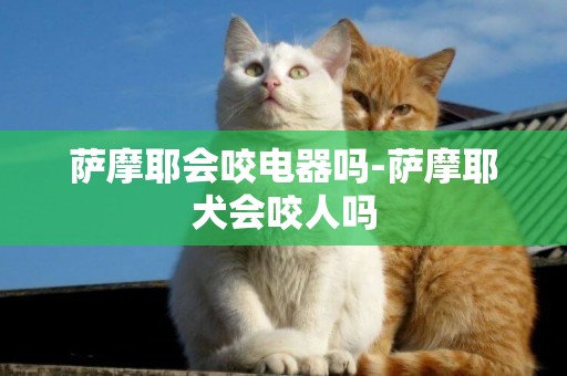 薩摩耶會咬電器嗎-薩摩耶犬會咬人嗎