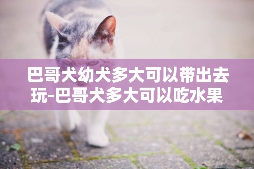 巴哥犬幼犬多大可以帶出去玩-巴哥犬多大可以吃水果