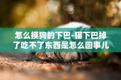 怎么摸狗的下巴-貓下巴掉了吃不了東西是怎么回事兒