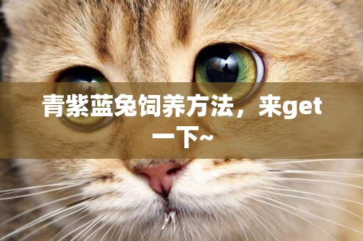 青紫藍兔飼養方法,來get一下~ 青紫藍兔飼養方法,來get一下~