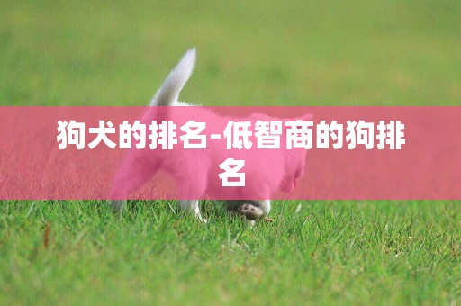 狗犬的排名-低智商的狗排名
