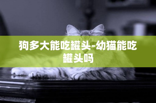 狗多大能吃罐頭-幼貓能吃罐頭嗎
