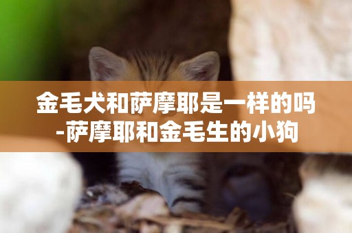 金毛犬和薩摩耶是一樣的嗎-薩摩耶和金毛生的小狗