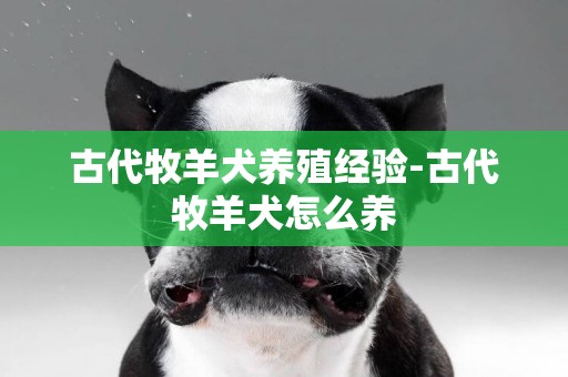 古代牧羊犬養殖經驗-古代牧羊犬怎么養