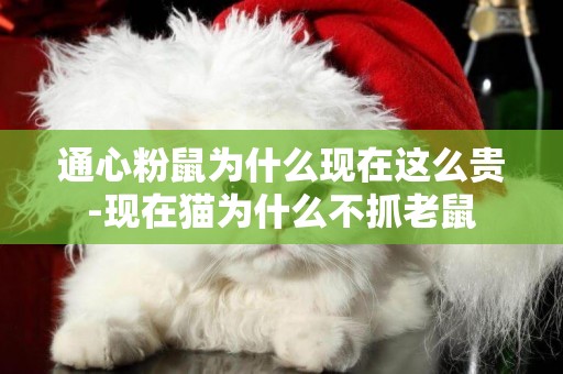 通心粉鼠為什么現在這么貴-現在貓為什么不抓老鼠