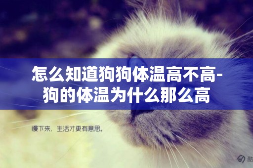 怎么知道狗狗體溫高不高-狗的體溫為什么那么高
