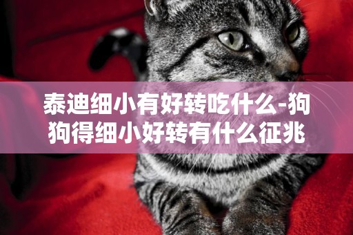 泰迪細小有好轉吃什么-狗狗得細小好轉有什么征兆