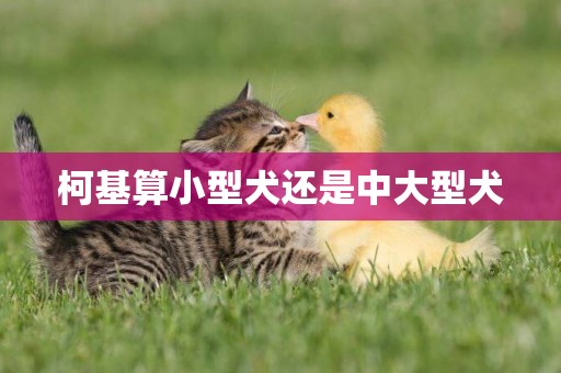 柯基算小型犬還是中大型犬