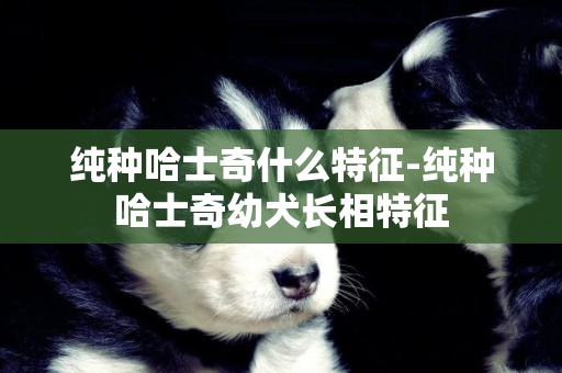 純種哈士奇什么特征-純種哈士奇幼犬長相特征