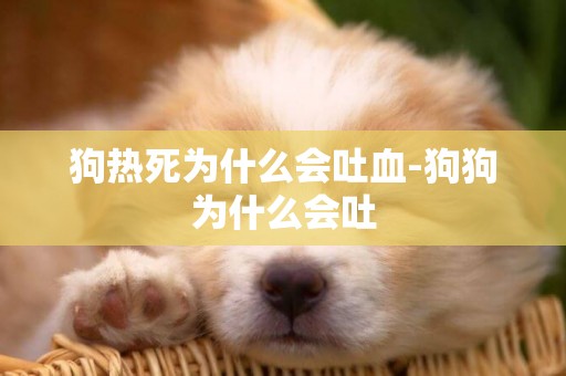 狗熱死為什么會吐血-狗狗為什么會吐