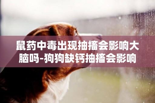 鼠藥中毒出現抽搐會影響大腦嗎-狗狗缺鈣抽搐會影響腦子嗎