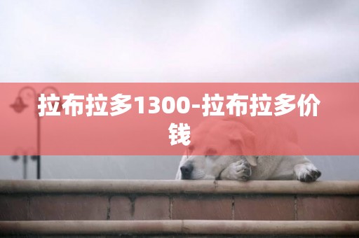拉布拉多1300-拉布拉多價錢