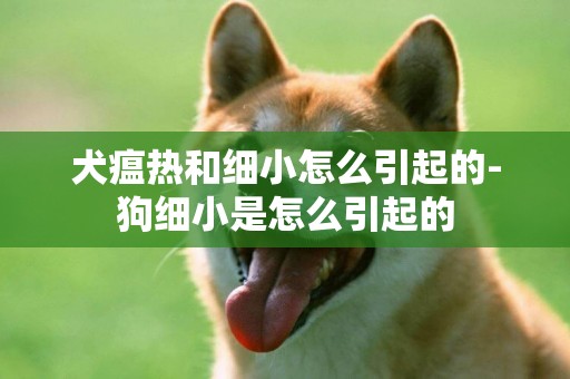 犬瘟熱和細小怎么引起的-狗細小是怎么引起的