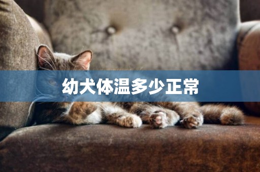 幼犬體溫多少正常