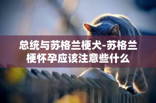 總統與蘇格蘭梗犬-蘇格蘭梗懷孕應該注意些什么