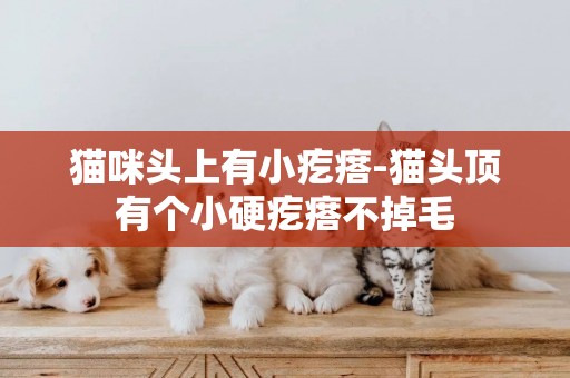 貓咪頭上有小疙瘩-貓頭頂有個小硬疙瘩不掉毛