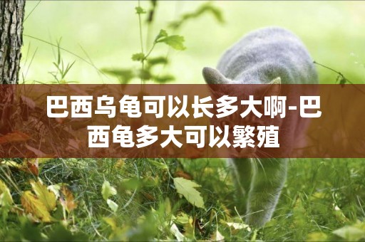 巴西烏龜可以長多大啊-巴西龜多大可以繁殖