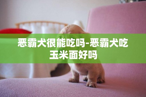 惡霸犬很能吃嗎-惡霸犬吃玉米面好嗎