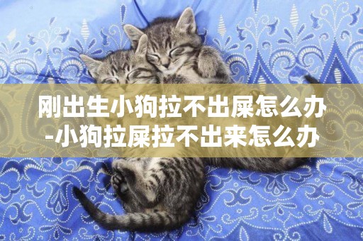 剛出生小狗拉不出屎怎么辦-小狗拉屎拉不出來怎么辦