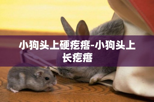 小狗頭上硬疙瘩-小狗頭上長疙瘩