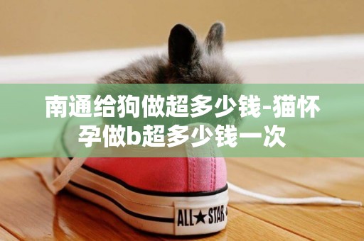 南通給狗做超多少錢-貓懷孕做b超多少錢一次