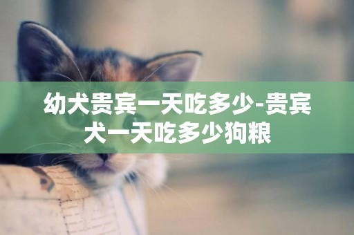 幼犬貴賓一天吃多少-貴賓犬一天吃多少狗糧
