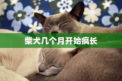 柴犬幾個月開始瘋長